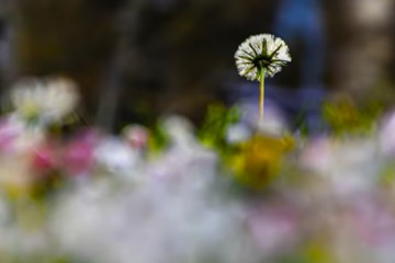 weepers circus Ces bouquets de fleurs